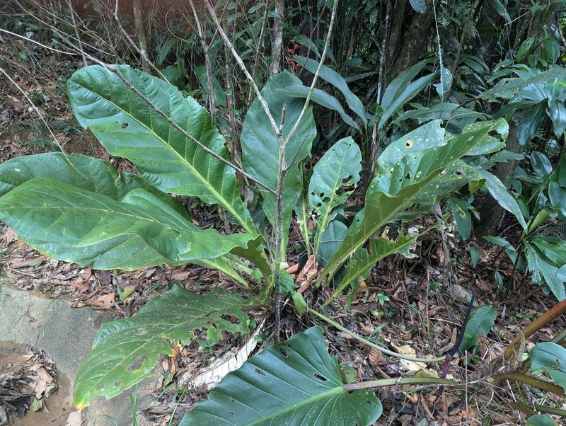 Anthurium jenmanii photo 7