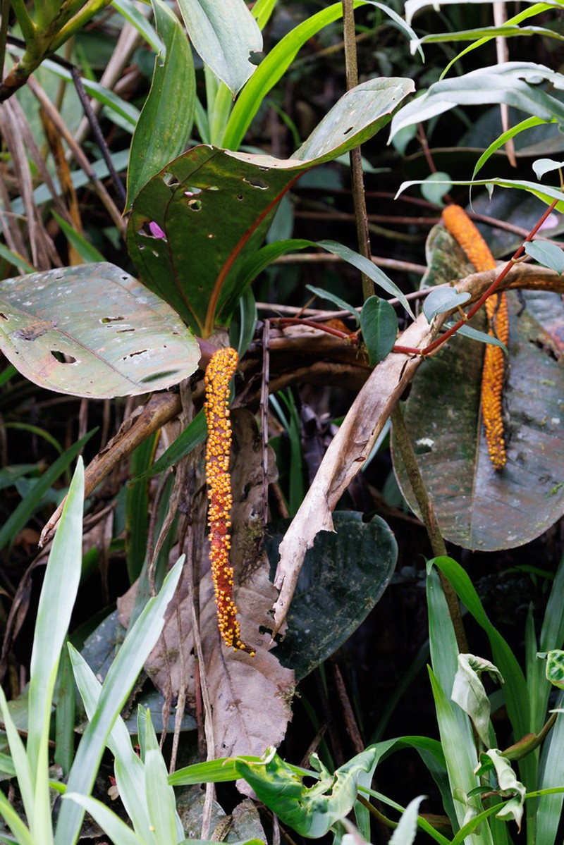 Anthurium jesusii