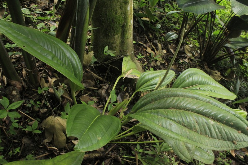 Anthurium jesusii photo 2