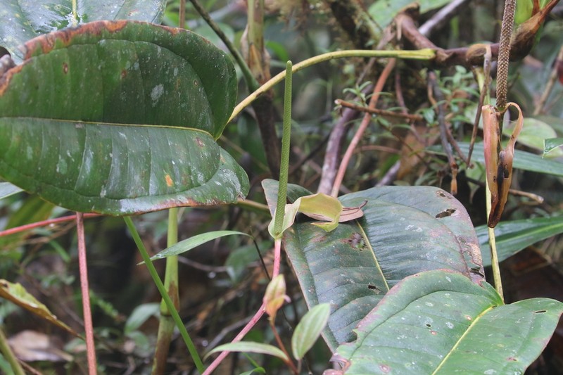 Anthurium jesusii photo 3