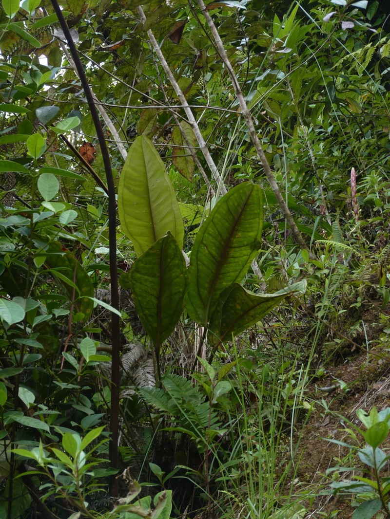 Anthurium jesusii photo 4