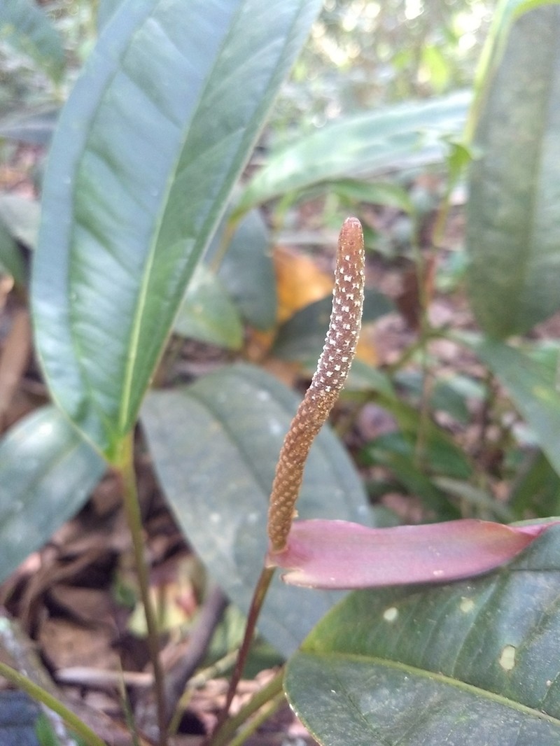 Anthurium jesusii photo 5