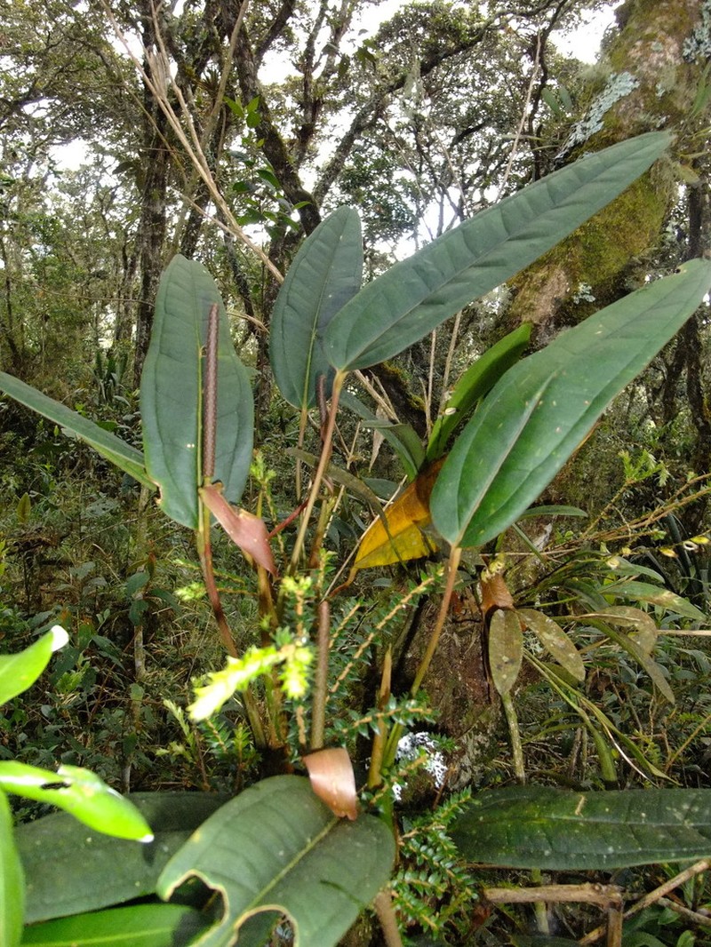 Anthurium jesusii photo 6