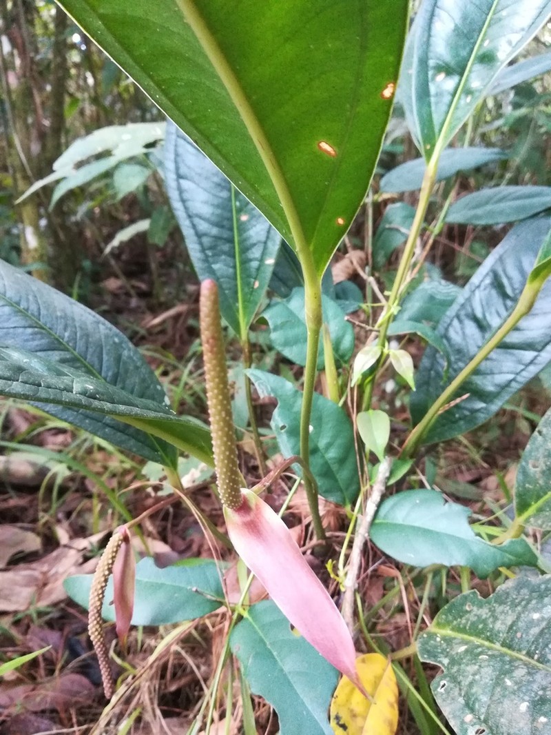 Anthurium jesusii photo 7