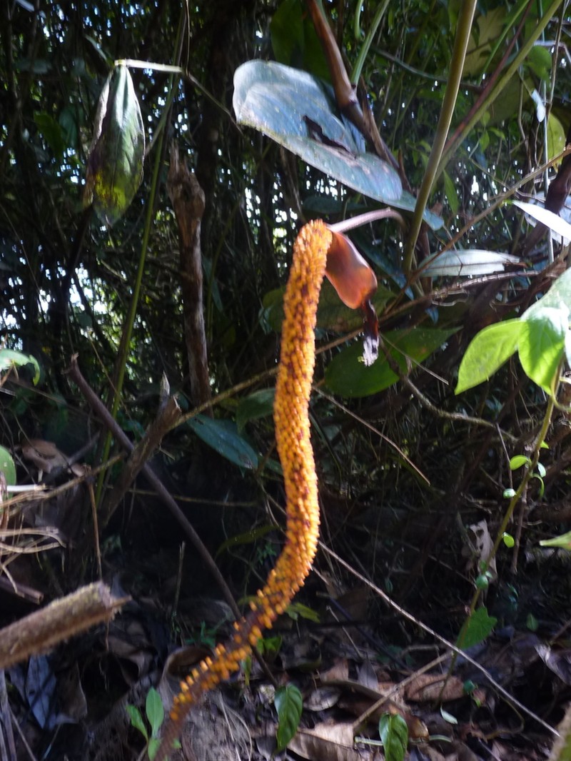 Anthurium jesusii photo 8