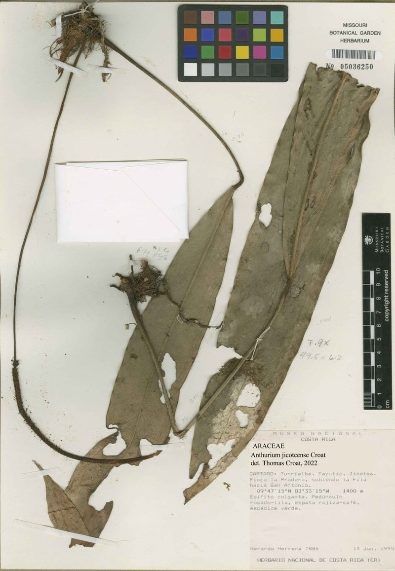 Anthurium jicoteense