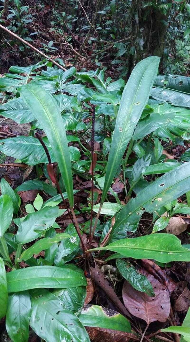 Anthurium jilekii