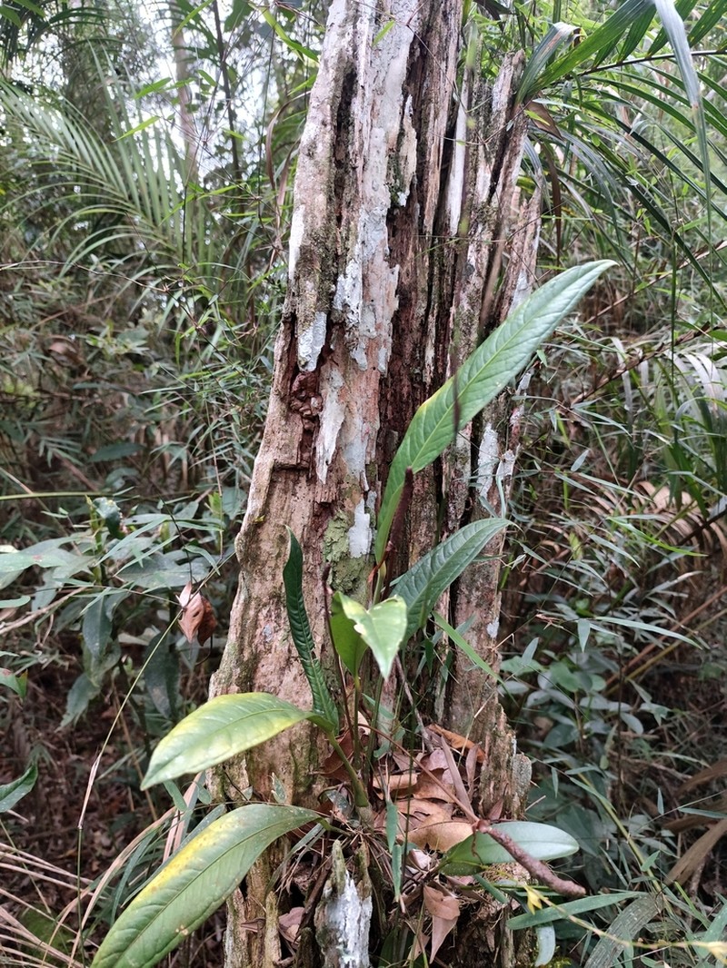 Anthurium jilekii photo 4