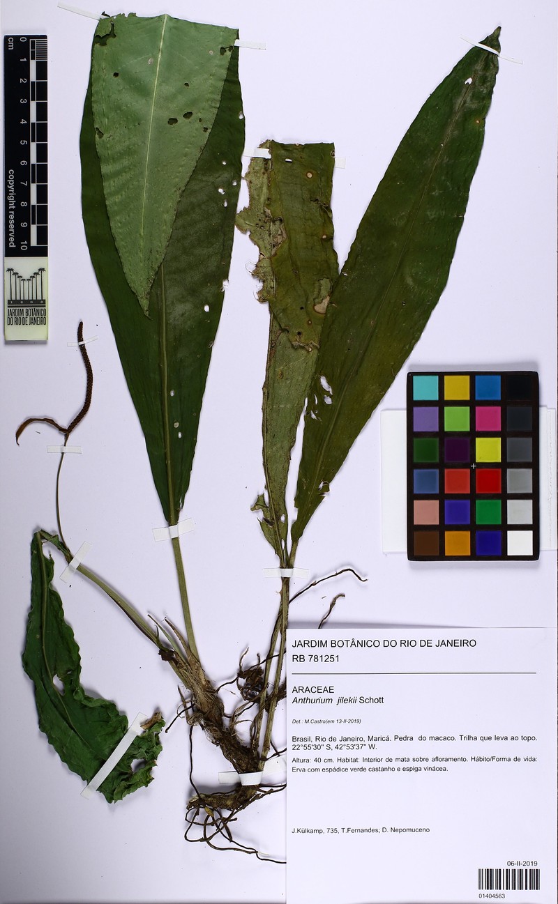 Anthurium jilekii