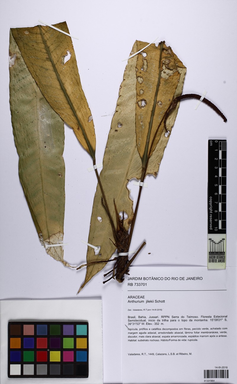 Anthurium jilekii photo 2