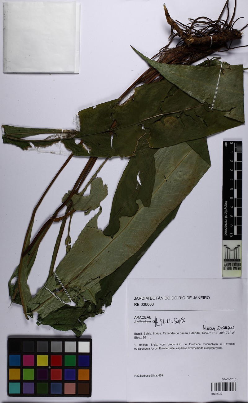 Anthurium jilekii photo 3