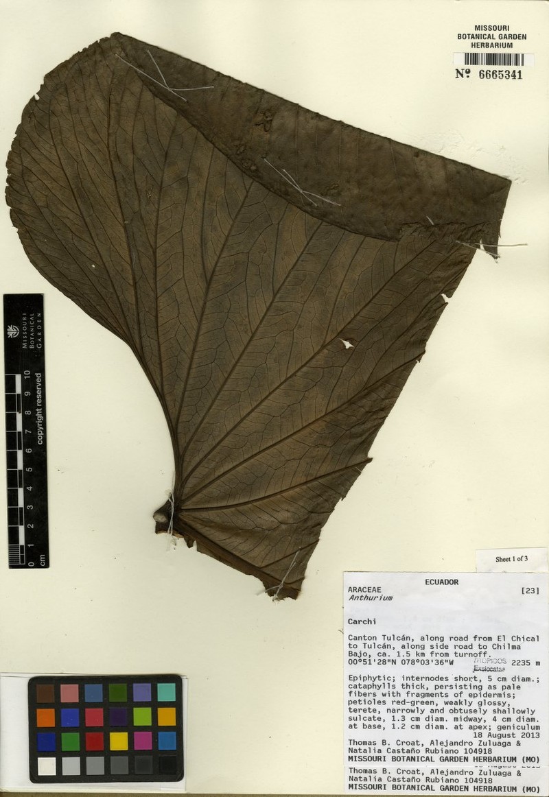 Anthurium jimenae photo 2