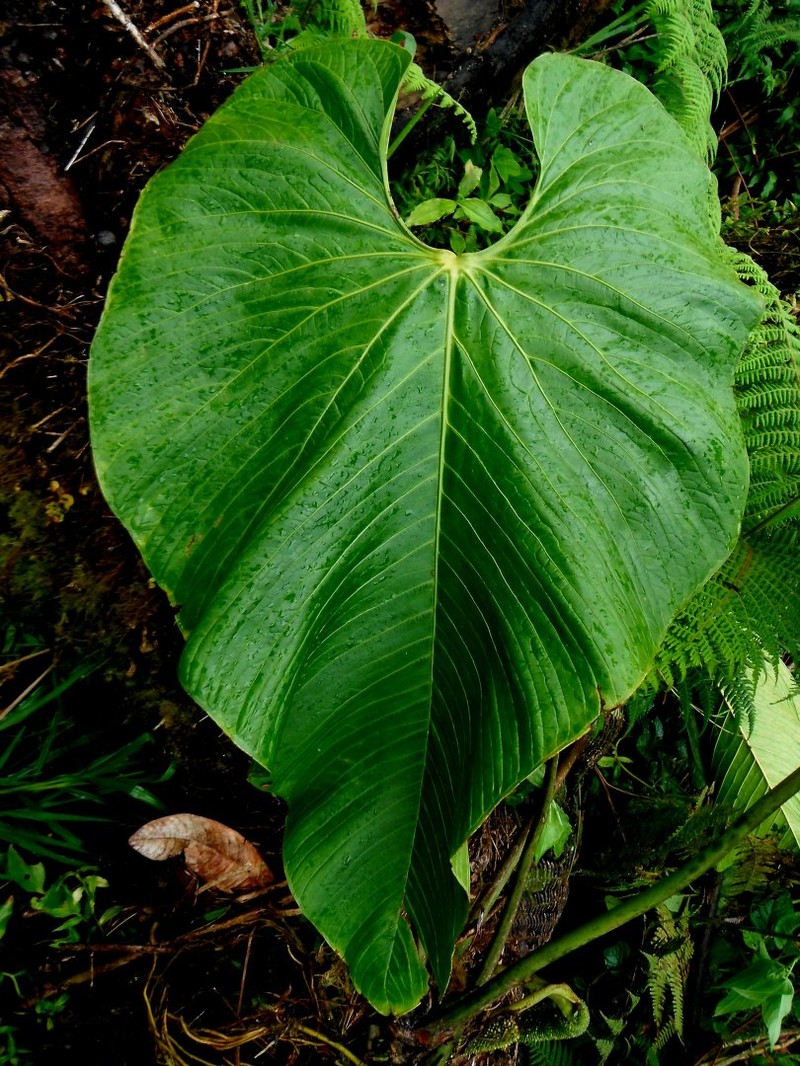 Anthurium jimenae photo 3