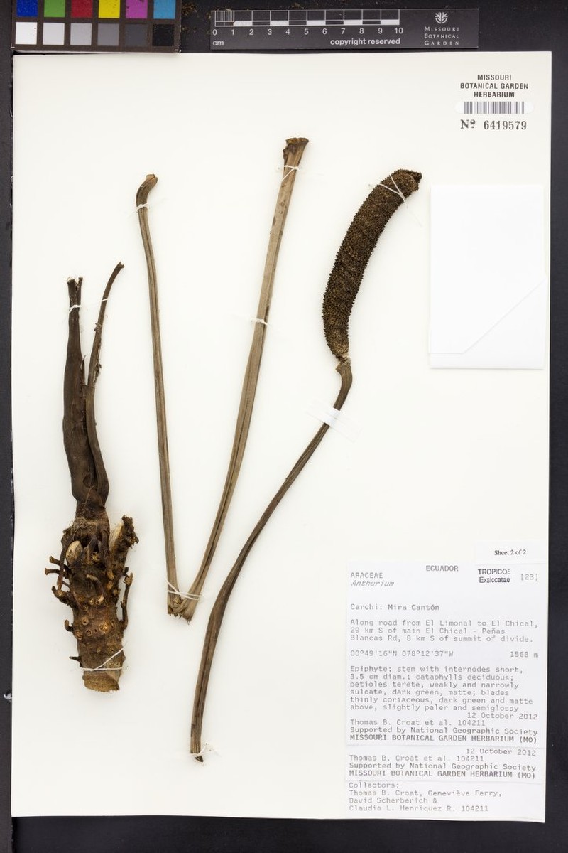Anthurium jimenae photo 4