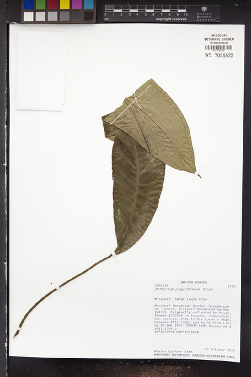 Anthurium jimgribianum