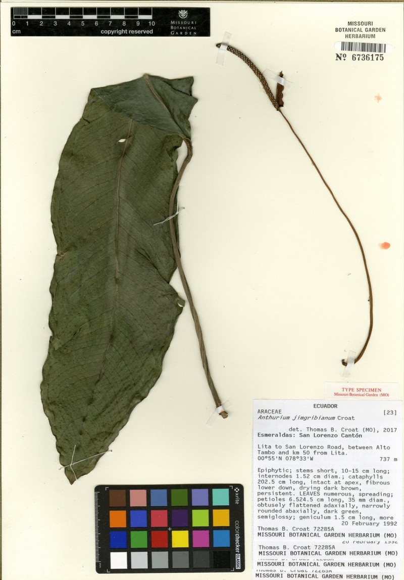 Anthurium jimgribianum photo 2