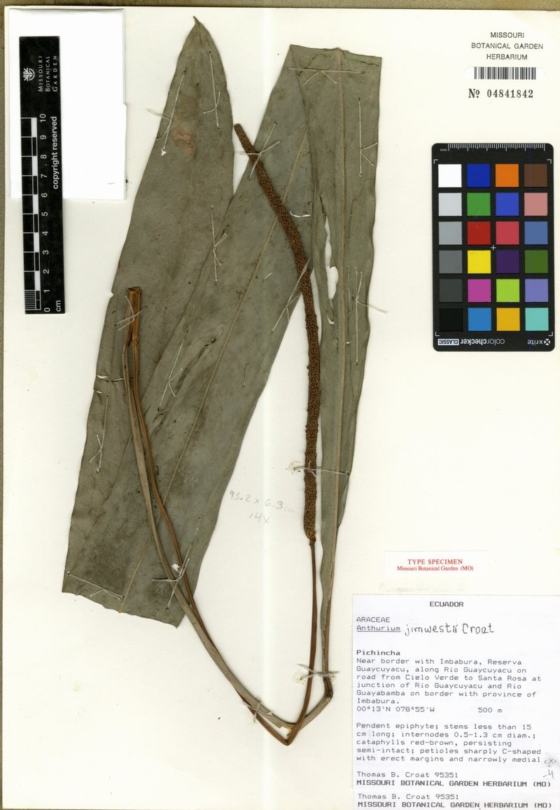 Anthurium jimwestii