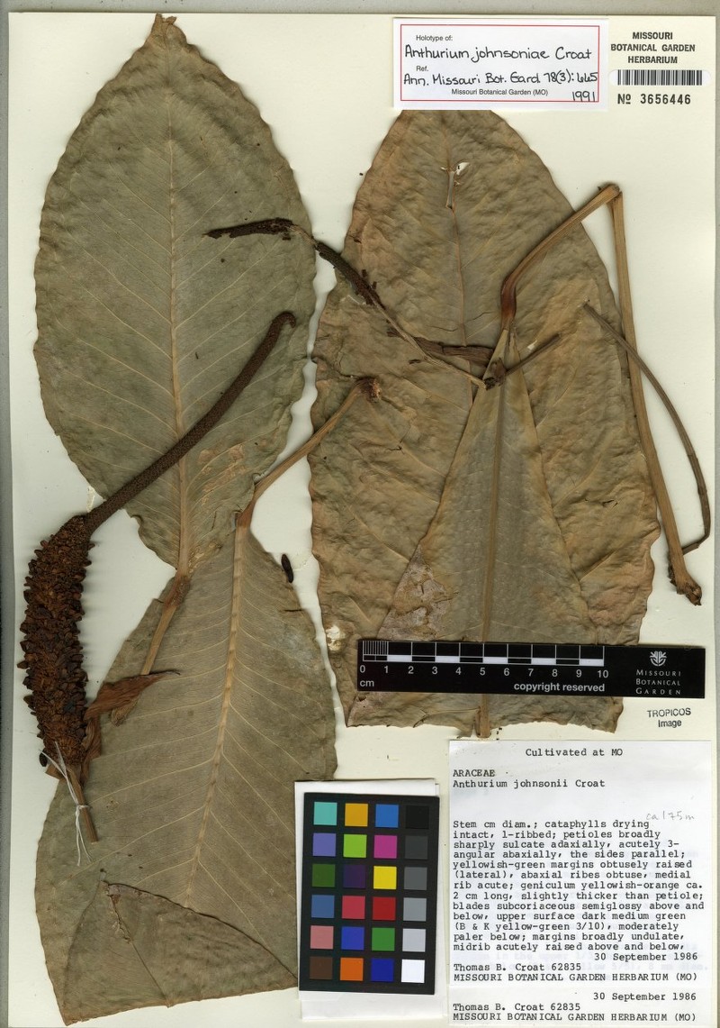 Anthurium johnsoniae