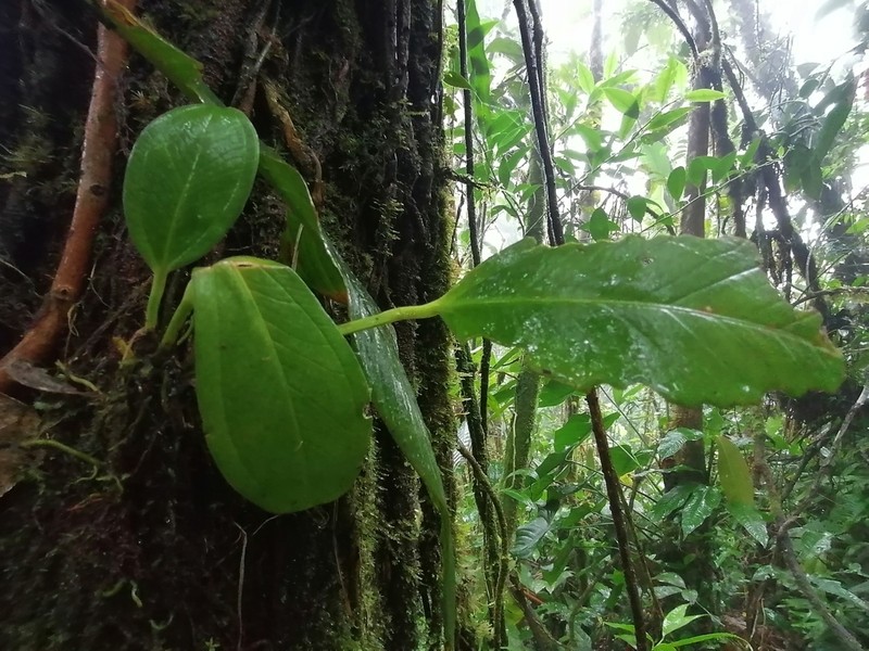 Anthurium kallunkiae photo 2