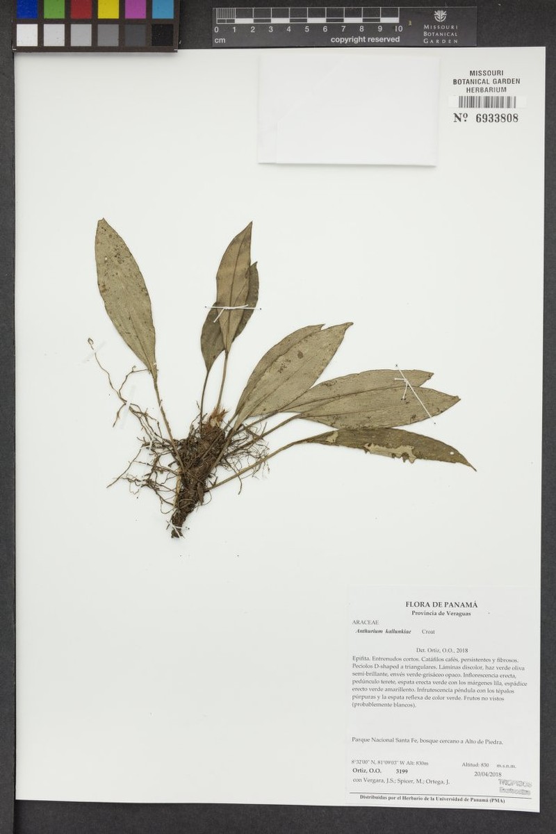 Anthurium kallunkiae photo 3