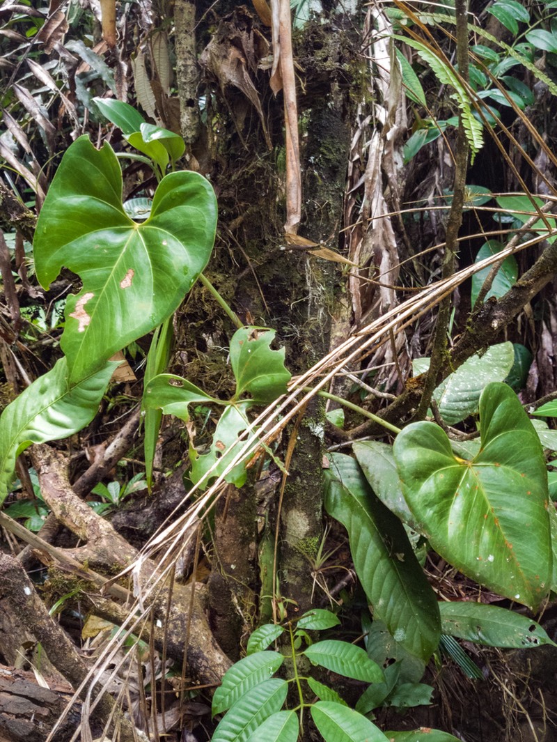 Anthurium kamemotoanum photo 4