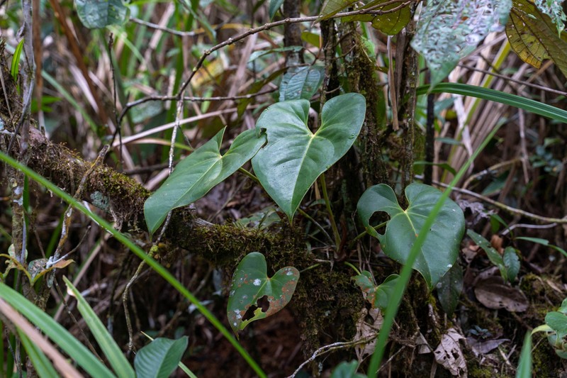 Anthurium kamemotoanum