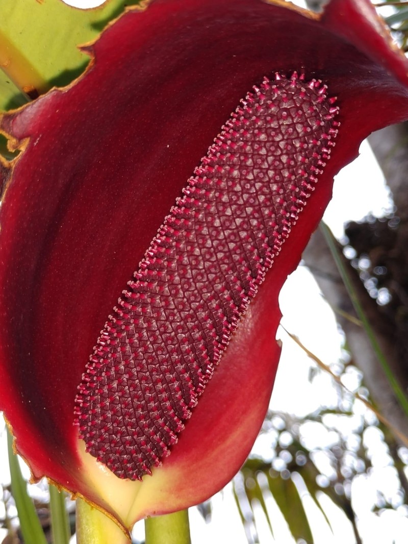 Anthurium kamemotoanum photo 2