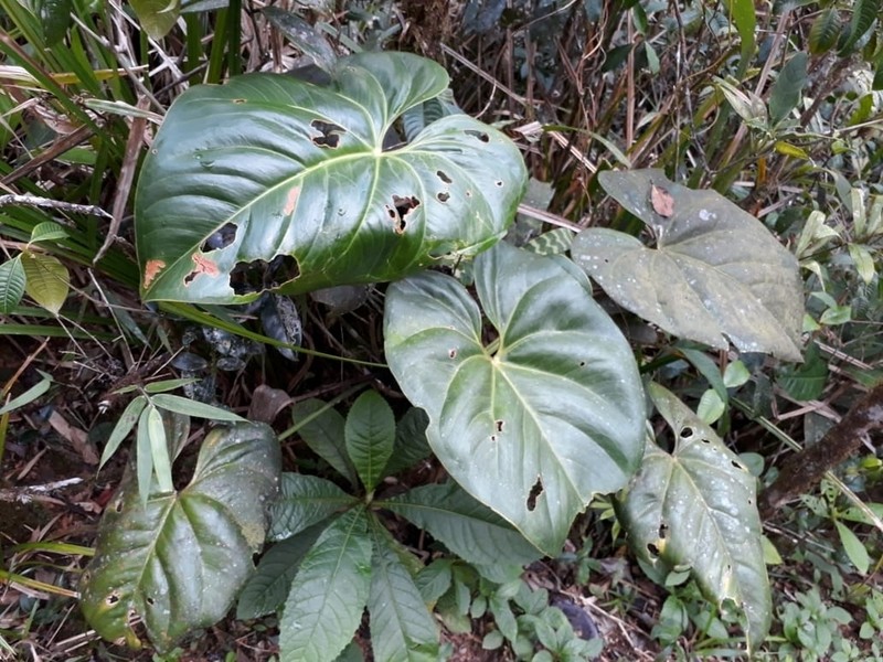 Anthurium kamemotoanum photo 3