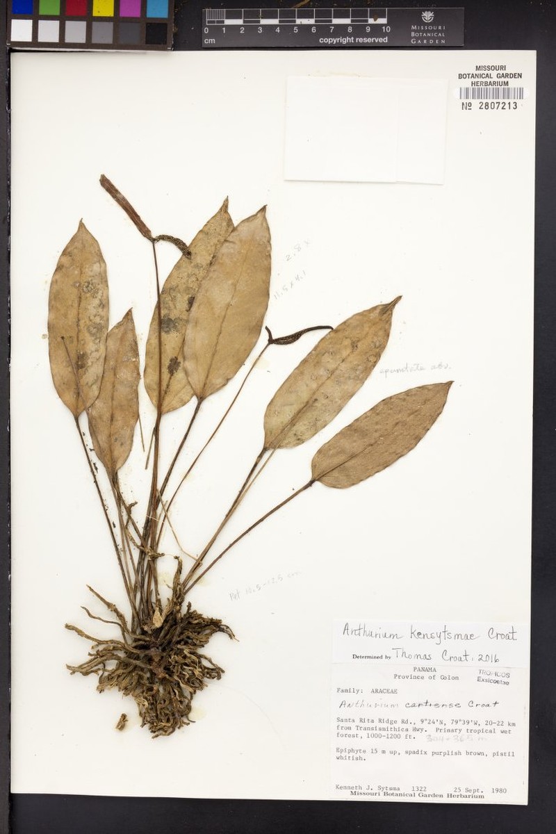 Anthurium kensytsmae