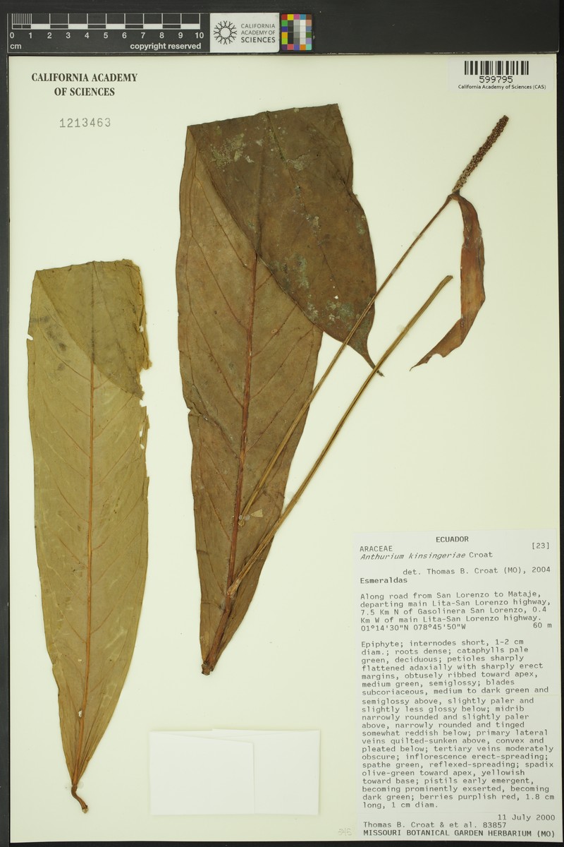 Anthurium kinsingeriae