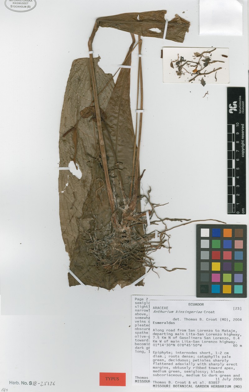 Anthurium kinsingeriae photo 2