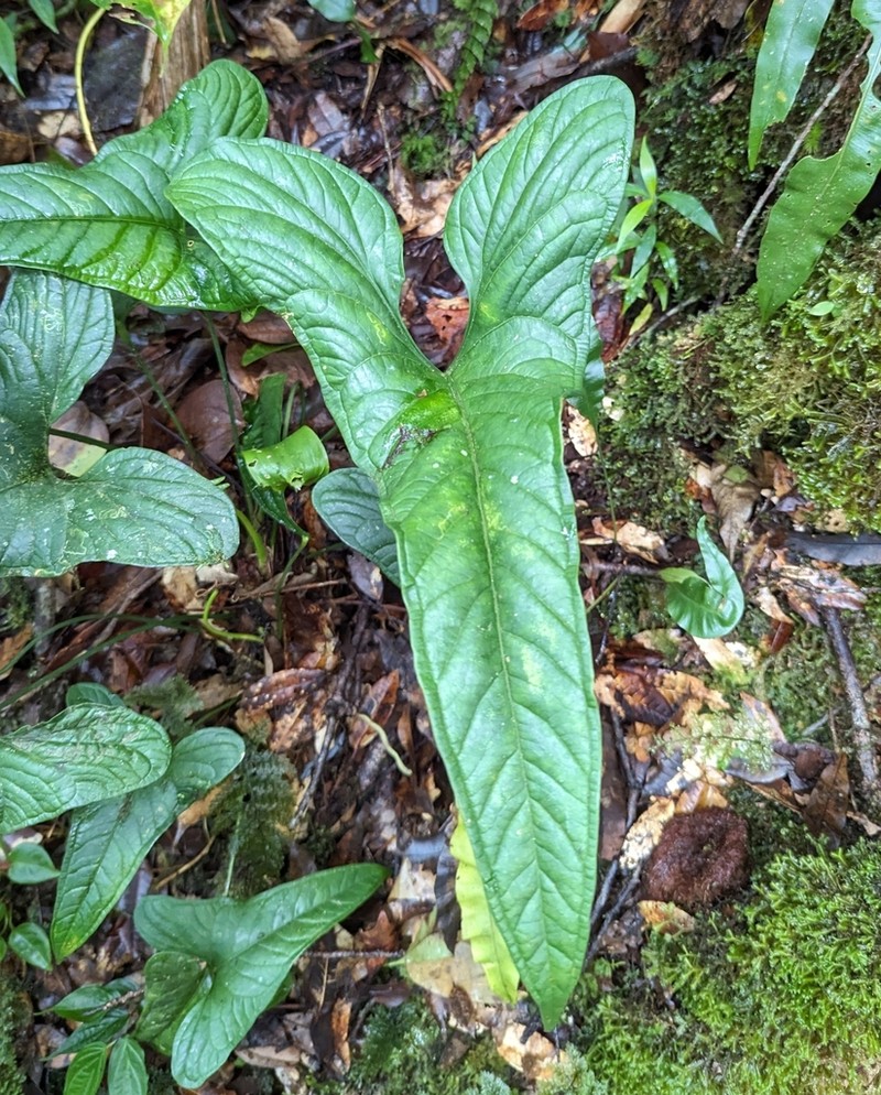 Anthurium kirkdukeorum