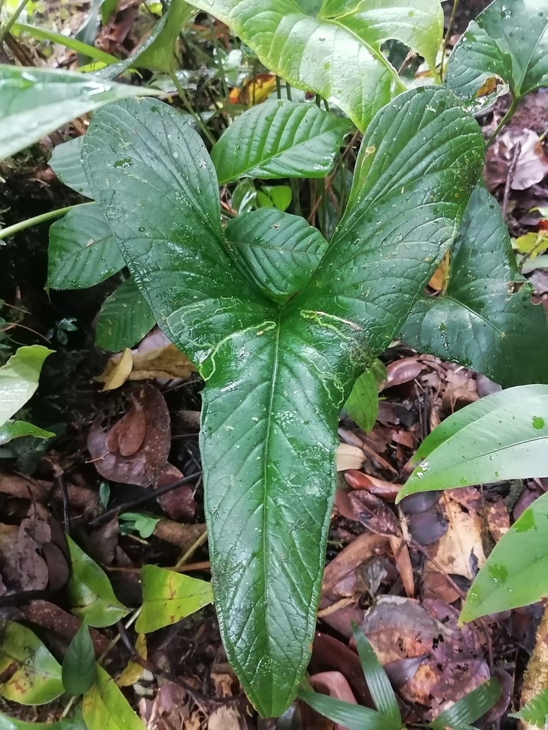 Anthurium kirkdukeorum photo 2