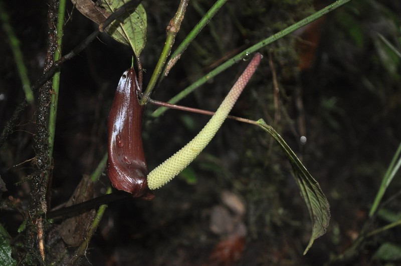 Anthurium kirkdukeorum photo 3