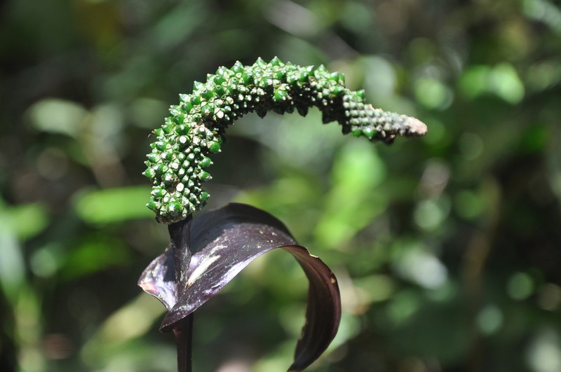 Anthurium kirkdukeorum photo 5