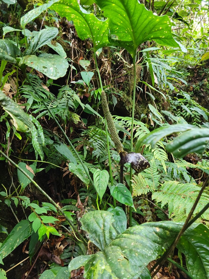 Anthurium kirkdukeorum photo 6