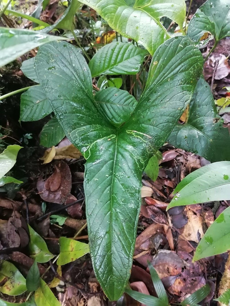 Anthurium kirkdukeorum photo 7