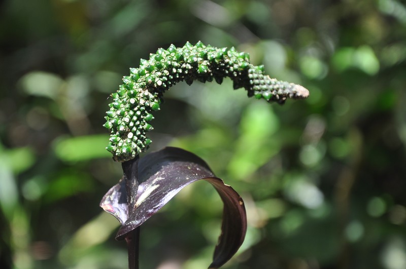 Anthurium kirkdukeorum photo 8