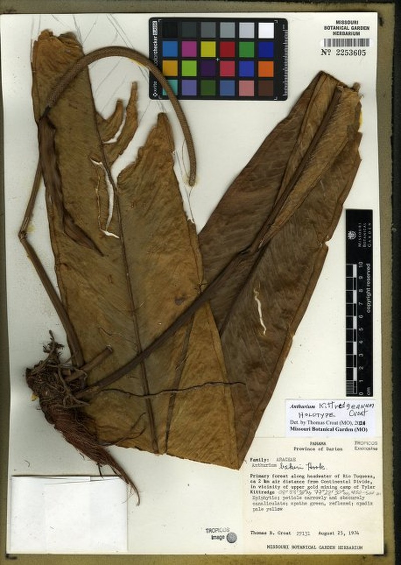 Anthurium kittredgeanum