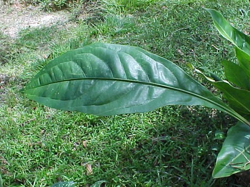 Anthurium knappiae photo 2