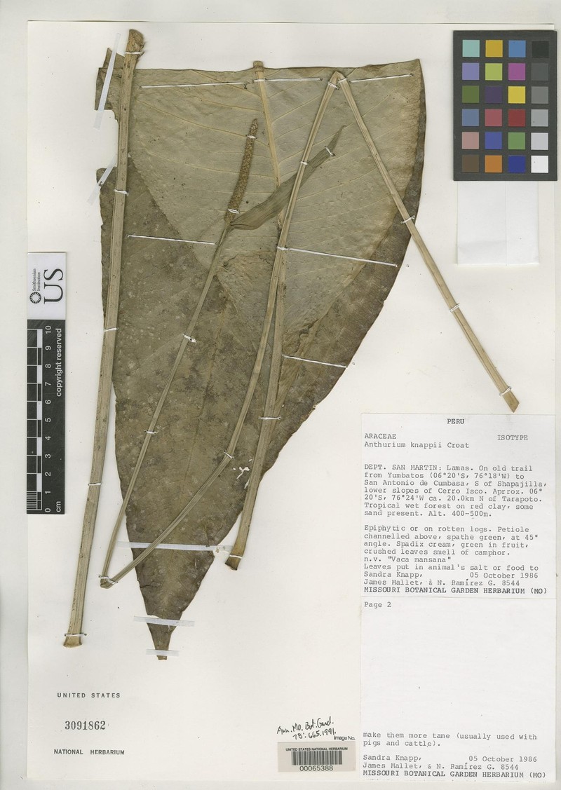 Anthurium knappiae photo 3