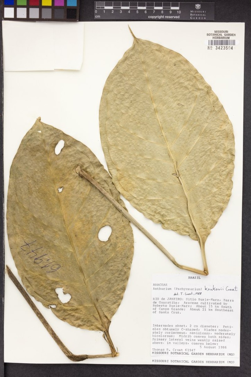 Anthurium krukovii
