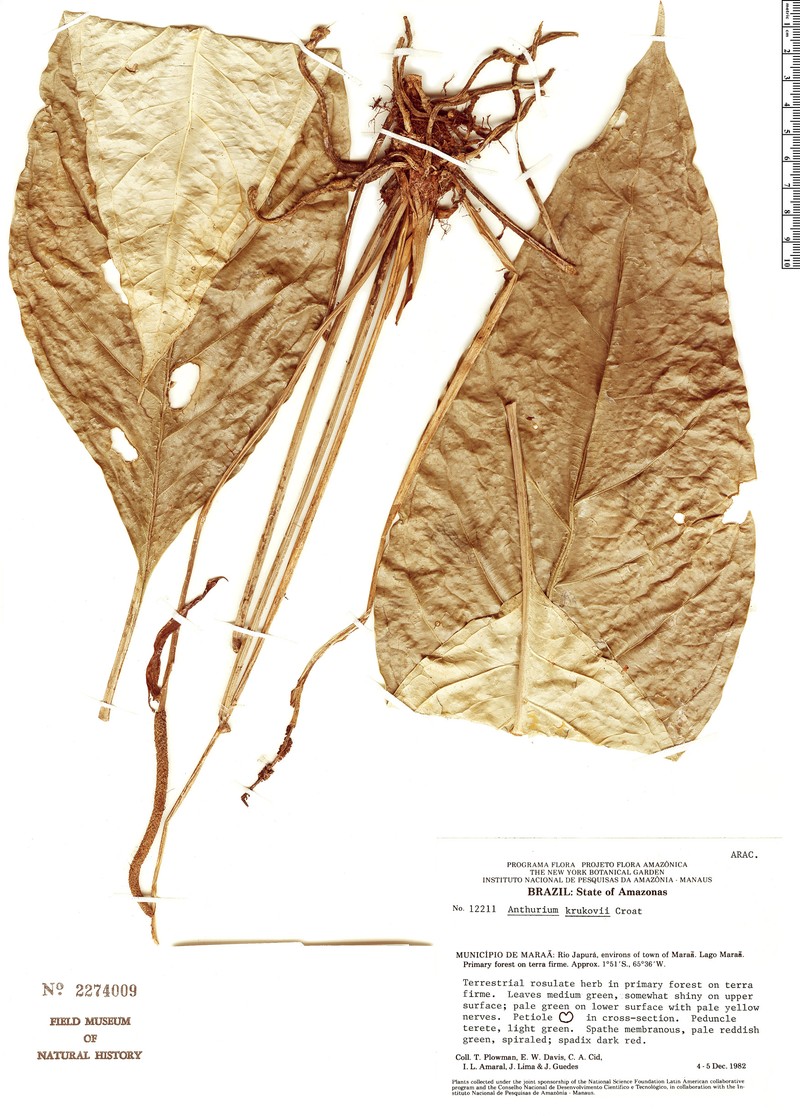 Anthurium krukovii photo 2
