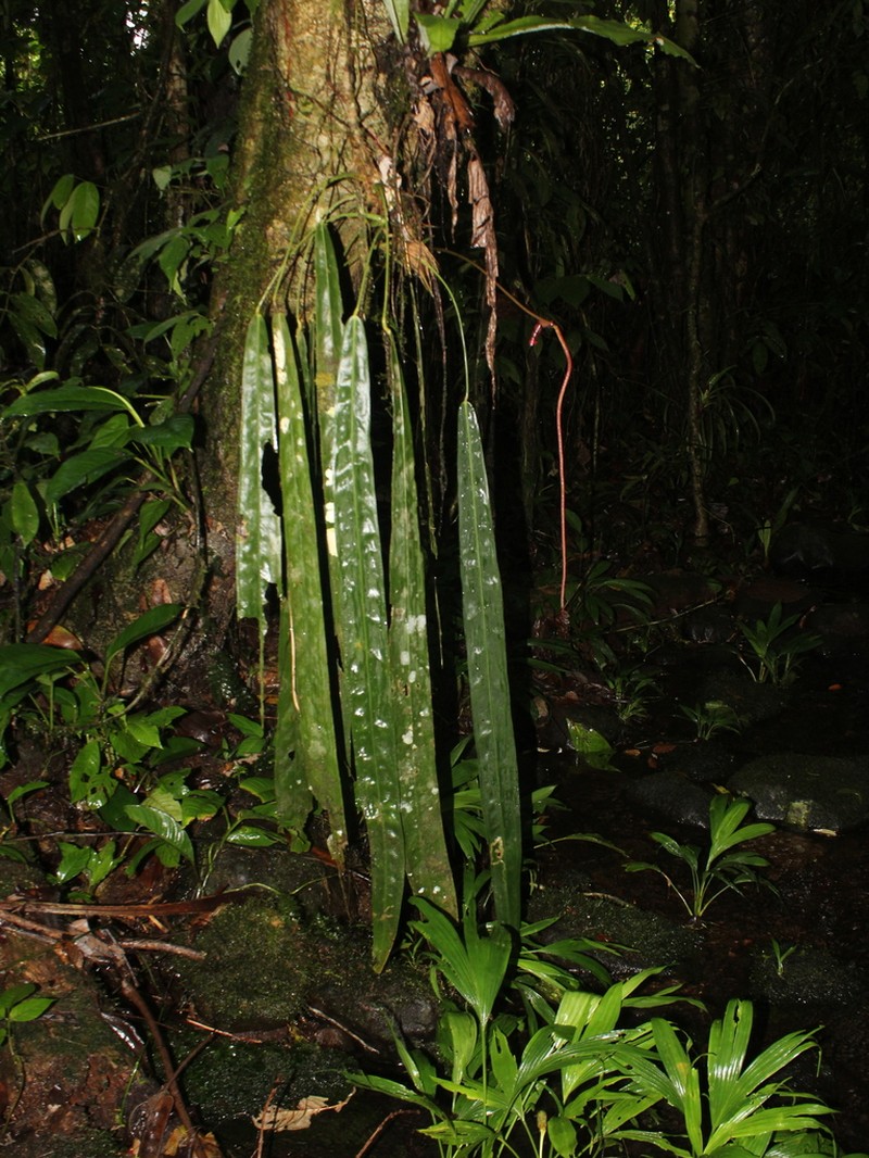 Anthurium kubickii