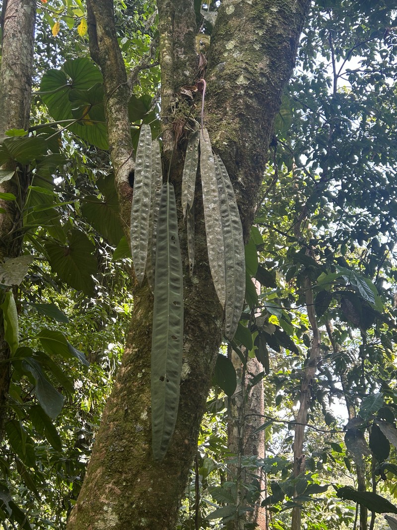 Anthurium kubickii photo 2