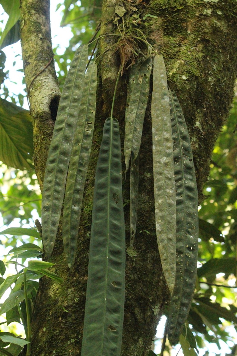 Anthurium kubickii photo 4