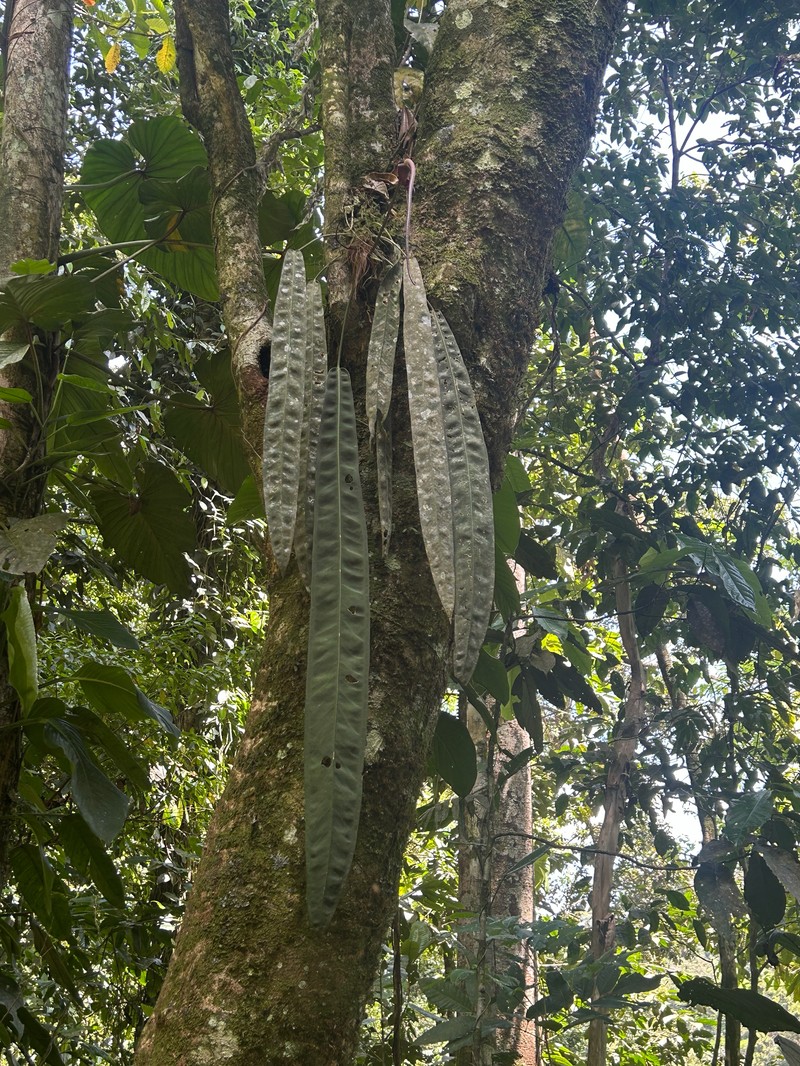 Anthurium kubickii photo 5