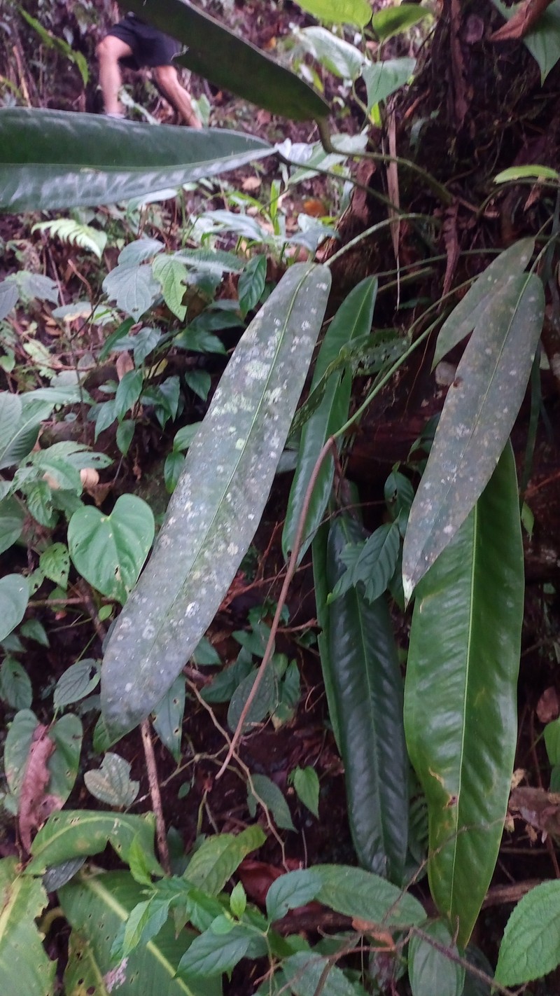 Anthurium kubickii photo 6