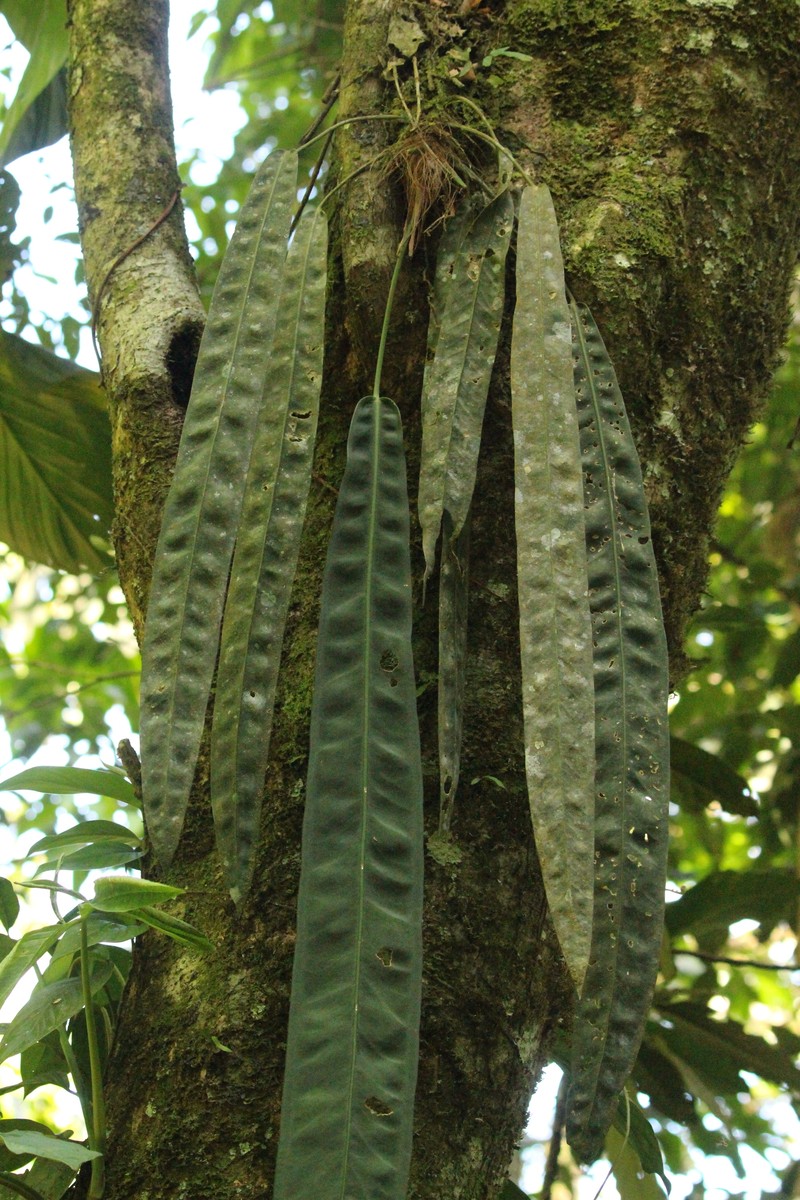Anthurium kubickii photo 7