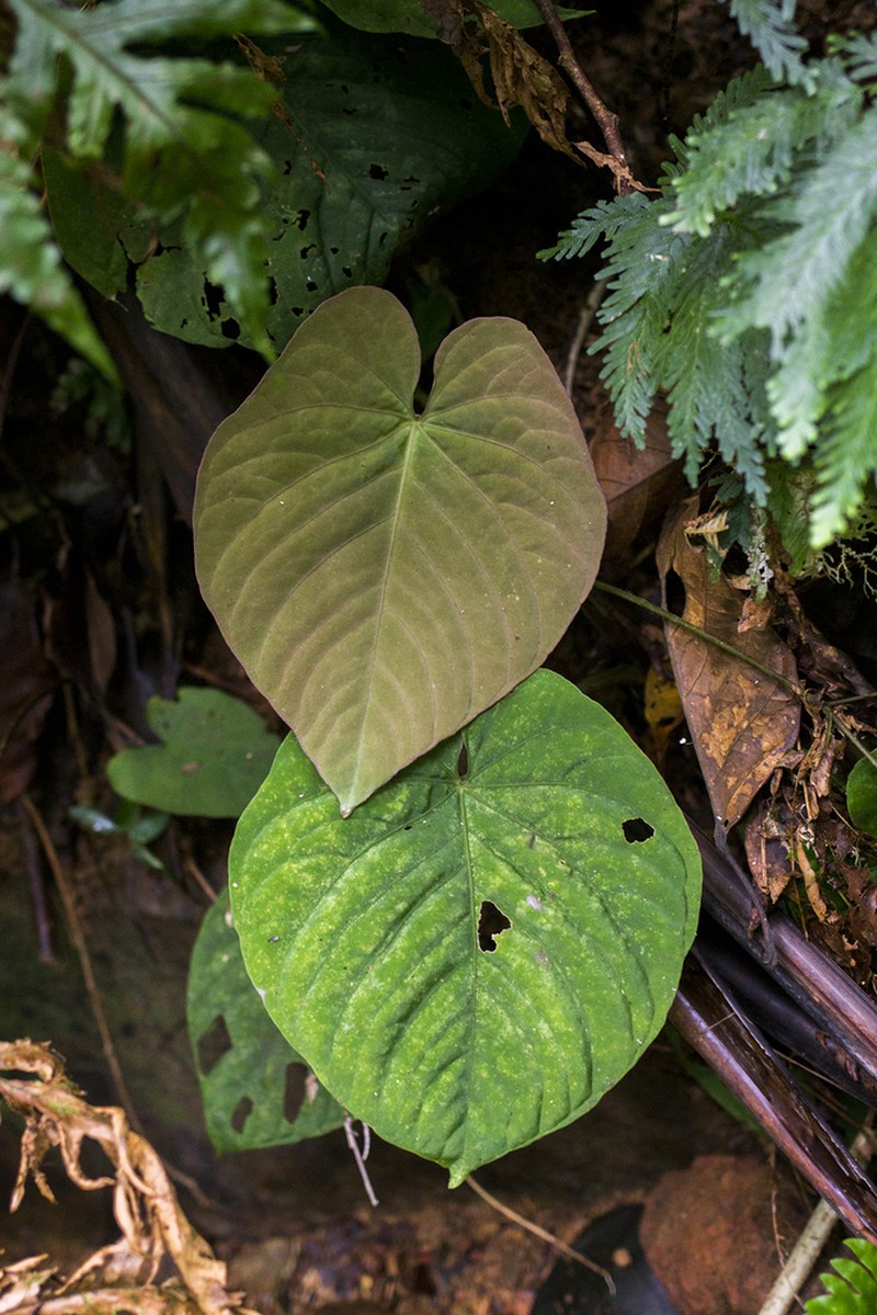 Anthurium kunayalense